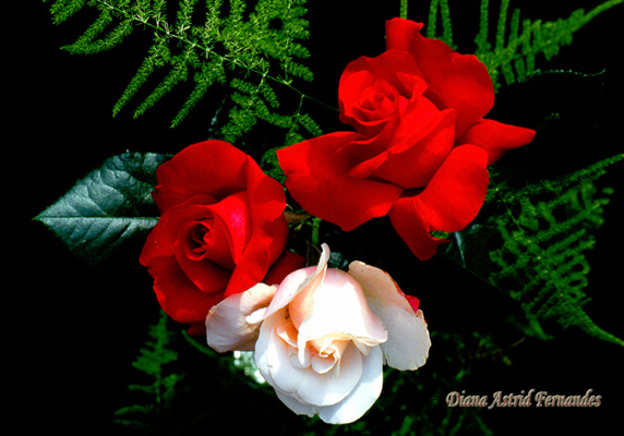 Roses-three-red-and-white